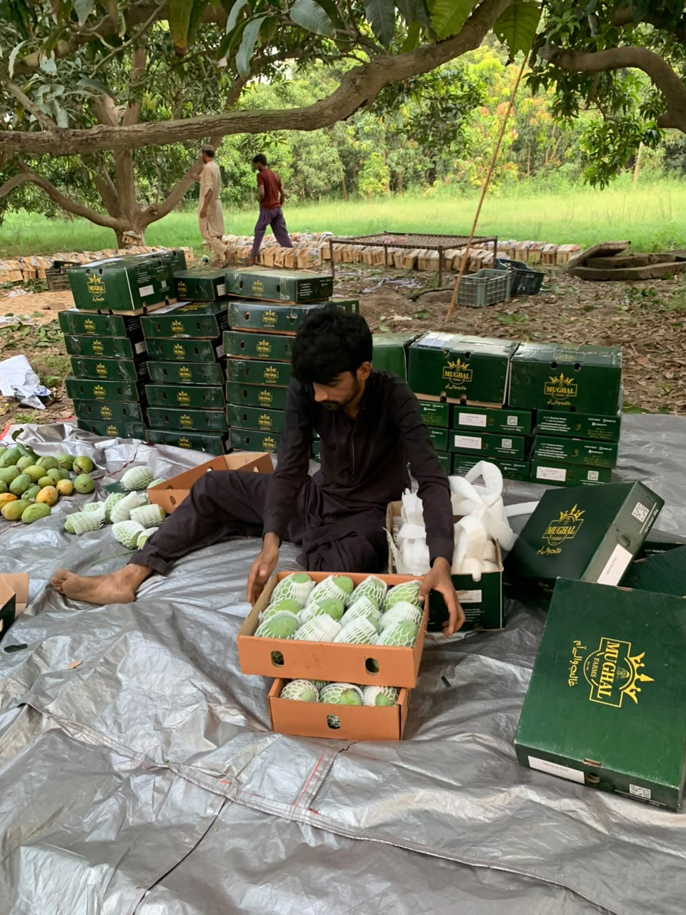 12 No Ratol Mango