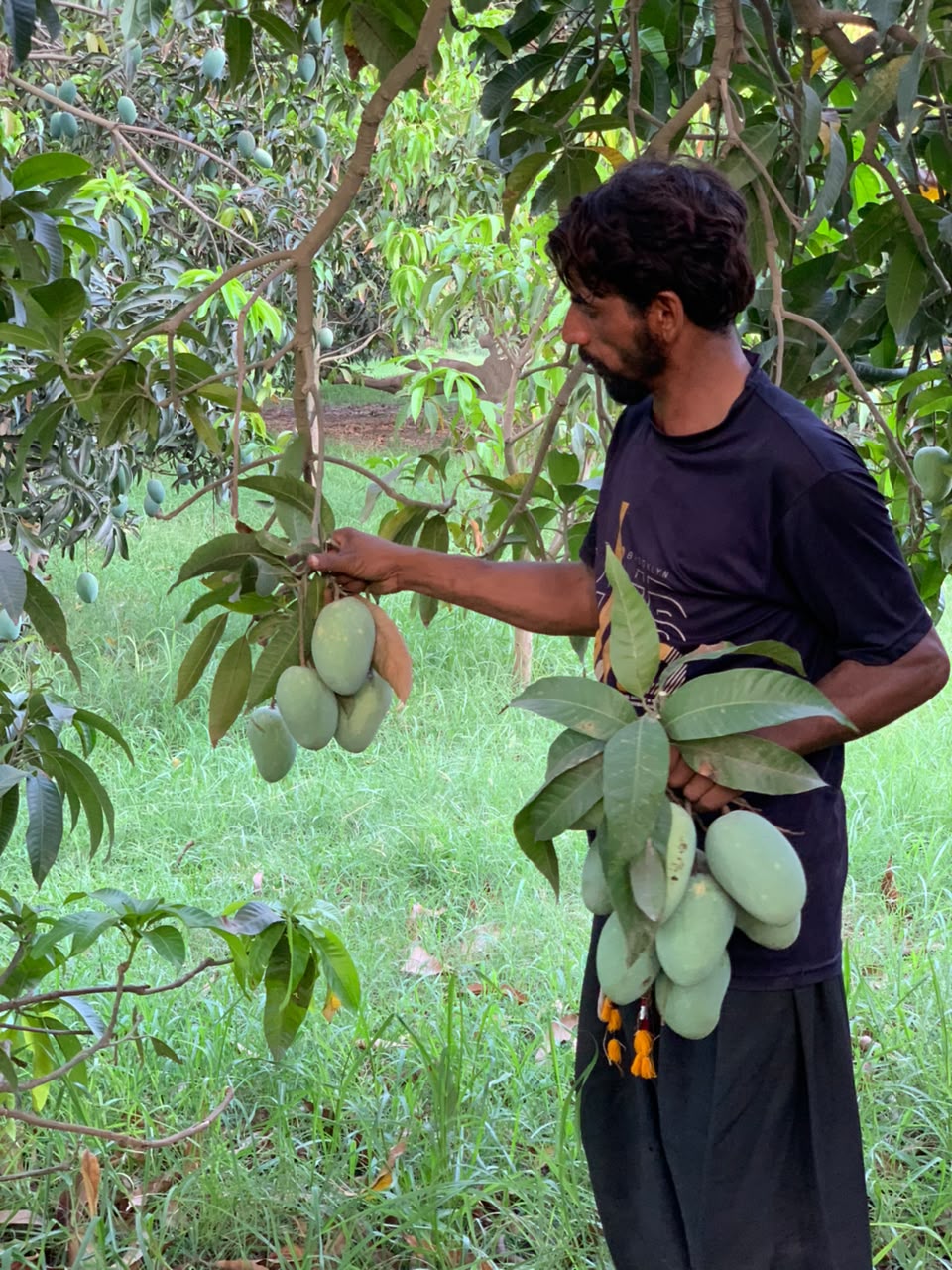 Mosmi Chaunsa Mango
