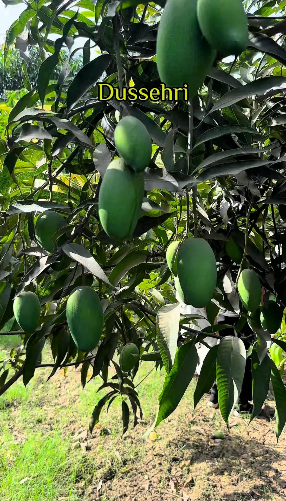 Dusheri Mango